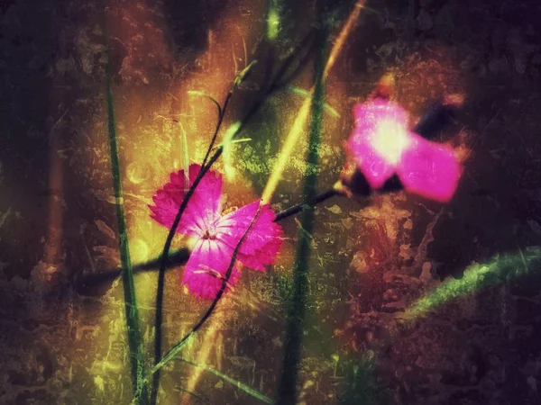 Lily çiçekler, marsh çiçekler, orman çiçekler.