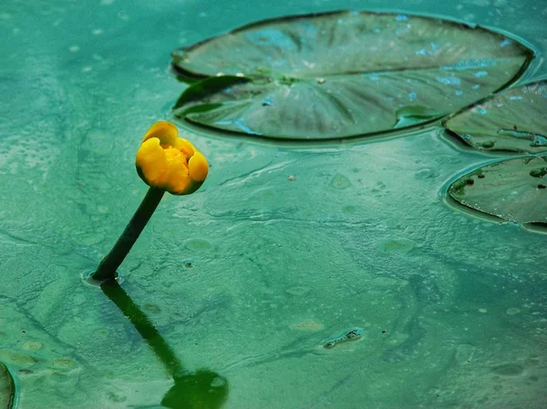 Lily çiçekler, marsh çiçekler, orman çiçekler.