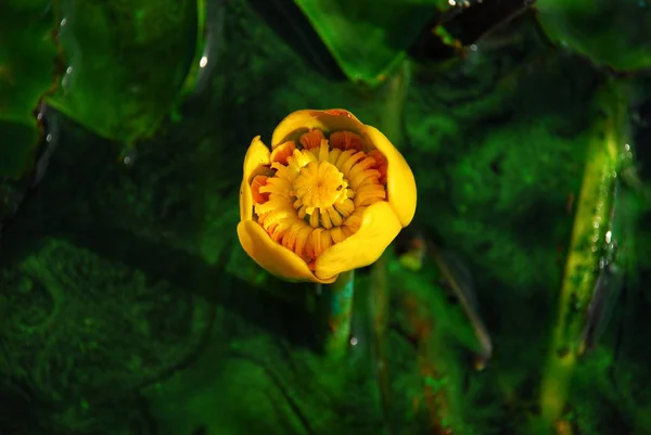 Lily çiçekler, marsh çiçekler, orman çiçekler.