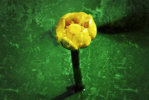 Lily çiçekler, marsh çiçekler, orman çiçekler.