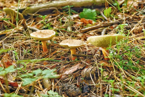 sonbahar manzara - orman, kuş yuvası, karınca yuvası, böceği, meyve