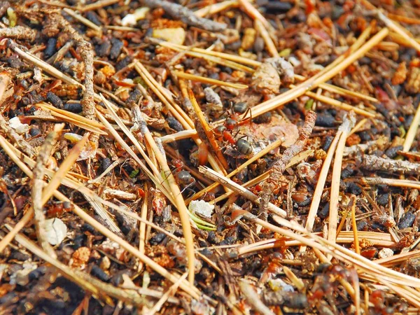 sonbahar manzara - orman, kuş yuvası, karınca yuvası, böceği, meyve