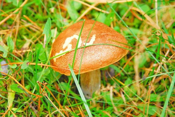 makro fotoğrafçılık, makro çekim yenilebilir ve yenilebilir olmayan orman mantar.