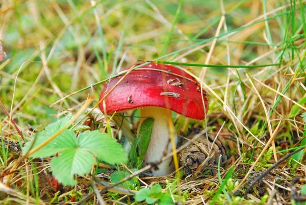 makro fotoğrafçılık, makro çekim yenilebilir ve yenilebilir olmayan orman mantar.
