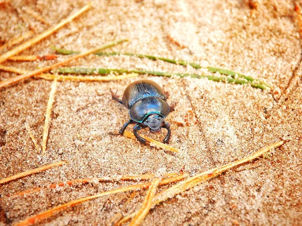 sonbahar manzara - orman, kuş yuvası, karınca yuvası, böceği, meyve