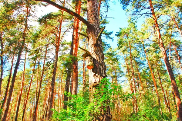 sonbahar manzara - orman, kuş yuvası, karınca yuvası, böceği, meyve