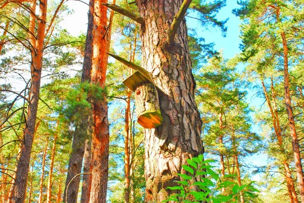 sonbahar manzara - orman, kuş yuvası, karınca yuvası, böceği, meyve