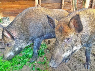 Genel Dnepr şehir parkında