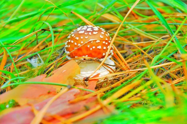 makro fotoğrafçılık, makro çekim yenilebilir ve yenilebilir olmayan orman mantar.