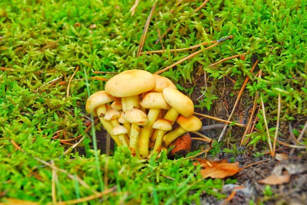 macro photography, macro shot of edible and non-edible forest mushrooms.