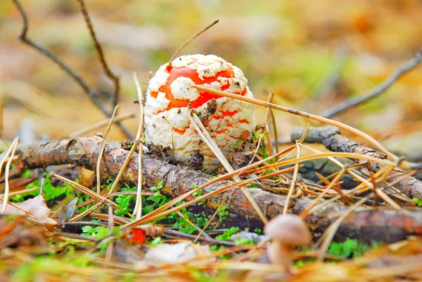 macro photography, macro shot of edible and non-edible forest mushrooms.