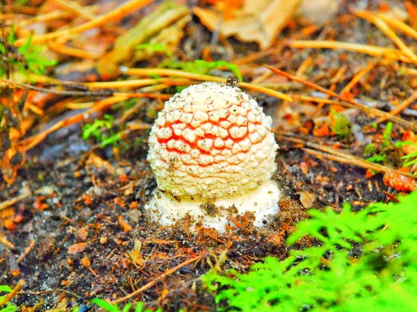 macro photography, macro shot of edible and non-edible forest mushrooms.