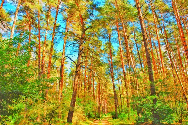 Paysage Automne Forêt Nichoir Fourmilière Scarabée Fruits — Photo