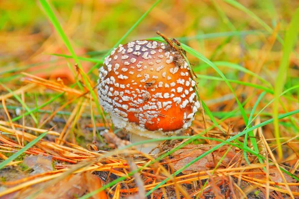macro photography, macro shot of edible and non-edible forest mushrooms.