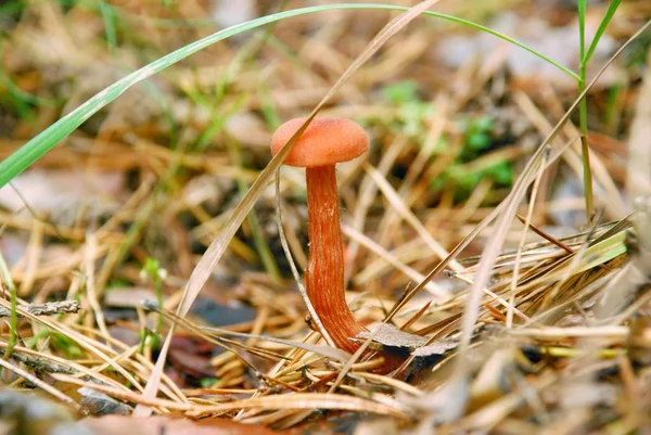 makro fotoğrafçılık, makro çekim yenilebilir ve yenilebilir olmayan orman mantar.