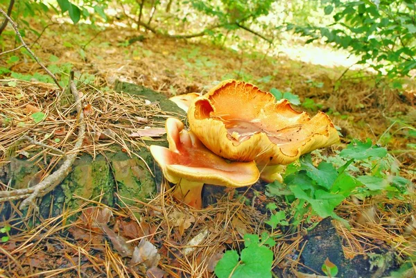 makro fotoğrafçılık, makro çekim yenilebilir ve yenilebilir olmayan orman mantar.