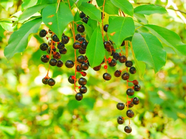 sonbahar manzara - orman, kuş yuvası, karınca yuvası, böceği, meyve