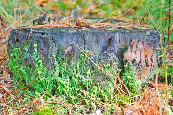 Yaz, deniz, plaj. Ayak kum. Deniz flora.