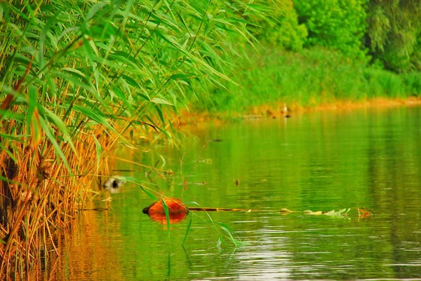 Yaz, deniz, plaj. Ayak kum. Deniz flora.