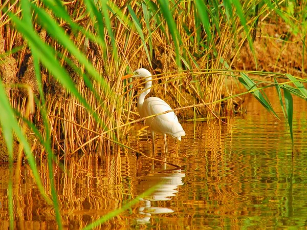 Yaz, deniz, plaj. Ayak kum. Deniz flora.