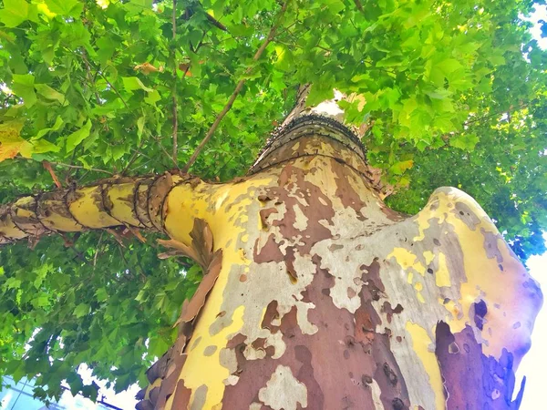 Yaz, deniz, plaj. Ayak kum. Deniz flora.