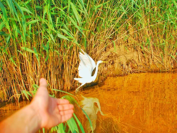 Yaz, deniz, plaj. Ayak kum. Deniz flora.