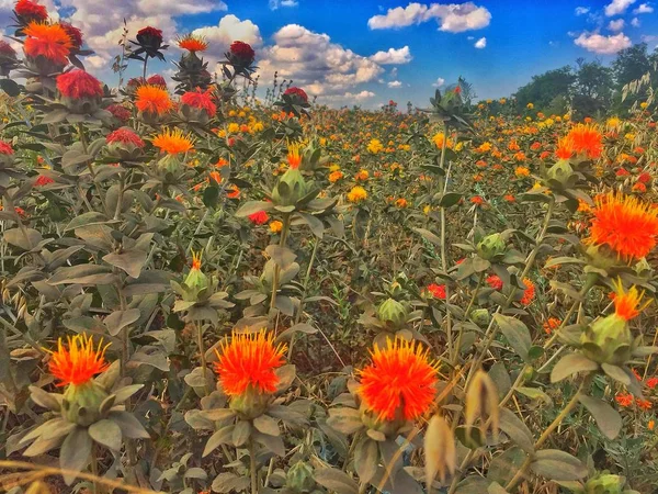 Yaz, deniz, plaj. Ayak kum. Deniz flora.