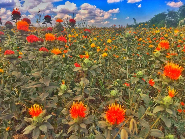 Yaz, deniz, plaj. Ayak kum. Deniz flora.