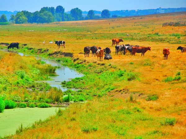 Yaz, deniz, plaj. Ayak kum. Deniz flora.