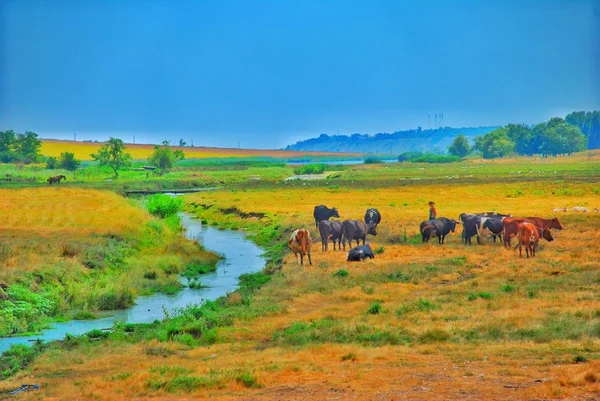 Yaz, deniz, plaj. Ayak kum. Deniz flora.