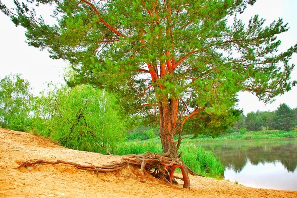 Yaz, deniz, plaj. Ayak kum. Deniz flora.