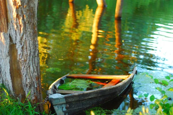 Yaz, deniz, plaj. Ayak kum. Deniz flora.