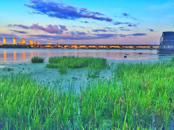 Yaz, deniz, plaj. Ayak kum. Deniz flora.