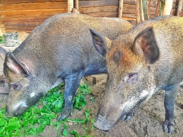 Genel Dnepr şehir parkında