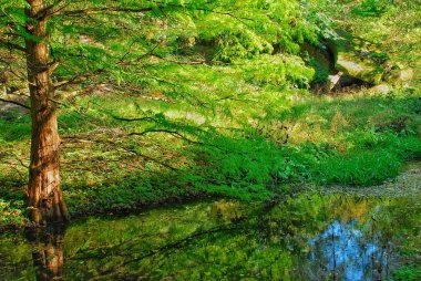 taşlar fern Sofia, Ukrayna Milli parkta yanındaki yeşil yosun kaplı.