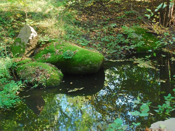 taşlar fern Sofia, Ukrayna Milli parkta yanındaki yeşil yosun kaplı.