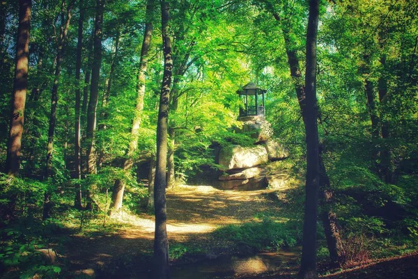 Parkta Sofia, Uman şehir Ukrayna taş dağda ağaç dikme.