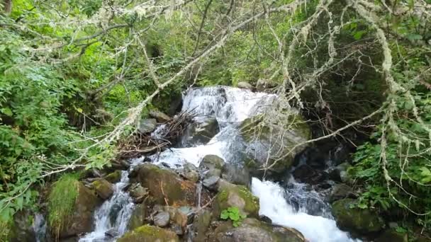 Avusturya Carinthia Yaz Dağ Deresi Yamaçtaki Şelale — Stok video