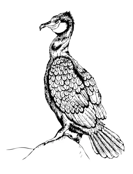 Illustrazione Disegnata Mano Cormorano Illustrazione Vettoriale Del Cormorano — Vettoriale Stock