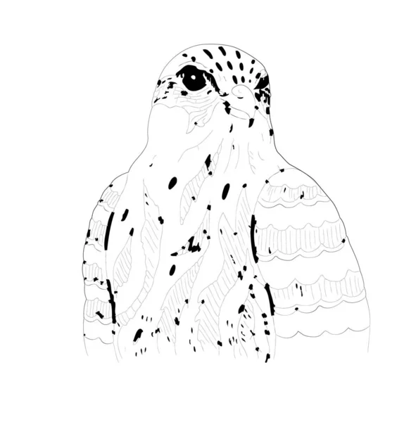 Falco Disegnato Mano Illustrazione Vettoriale Falco Nella Grafica — Vettoriale Stock