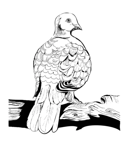 Grafiklerde bir kaplumbağa güvercinin el çizimi.