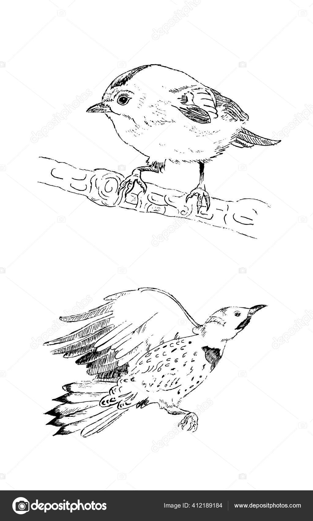グラフィックの鳥のスケッチ キングレットとキツツキのベクトルイラスト ストックベクター C Smykalova 1997 Mail Ru