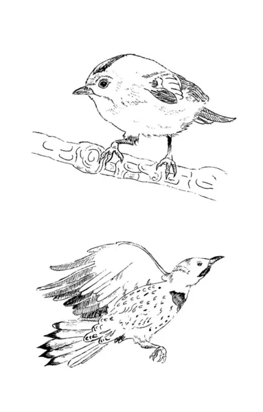 Sketch Birds Graphic Vector Illustration Kinglet Woodpecker — Stock Vector