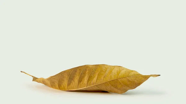 Beyaz arkaplanda kuru mango yaprağı izole edildi