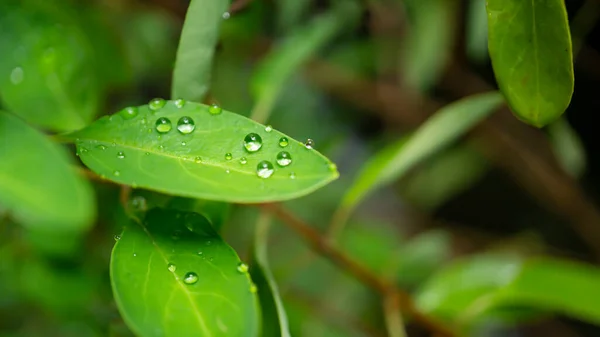 Yeşil bir yaprağın üzerine makro su damlası.
