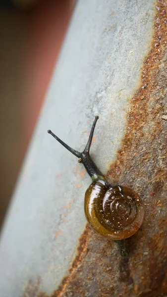 Herhangi bir proje için yüzeyde bir salyangozun makro görüntüsü 
