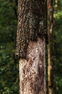 Yırtık kabuğu yıpranmış ile eski ağaç