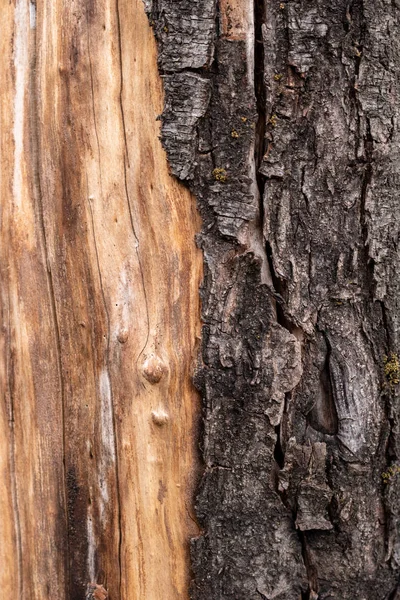 Eski yırtık kabuğu ile ağaç ve ahşap yıpranmış