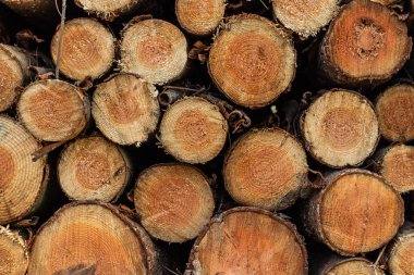 ahşap günlükleri kazık desen