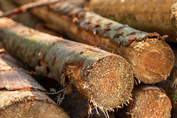 Wooden logs pile close up